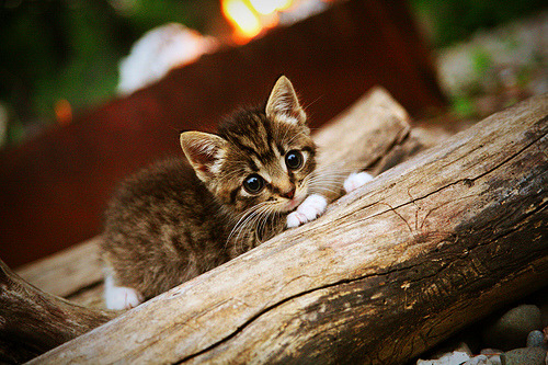 开云体育入口-无重力的终场，美加墨之夜与武切维奇失重的一秒